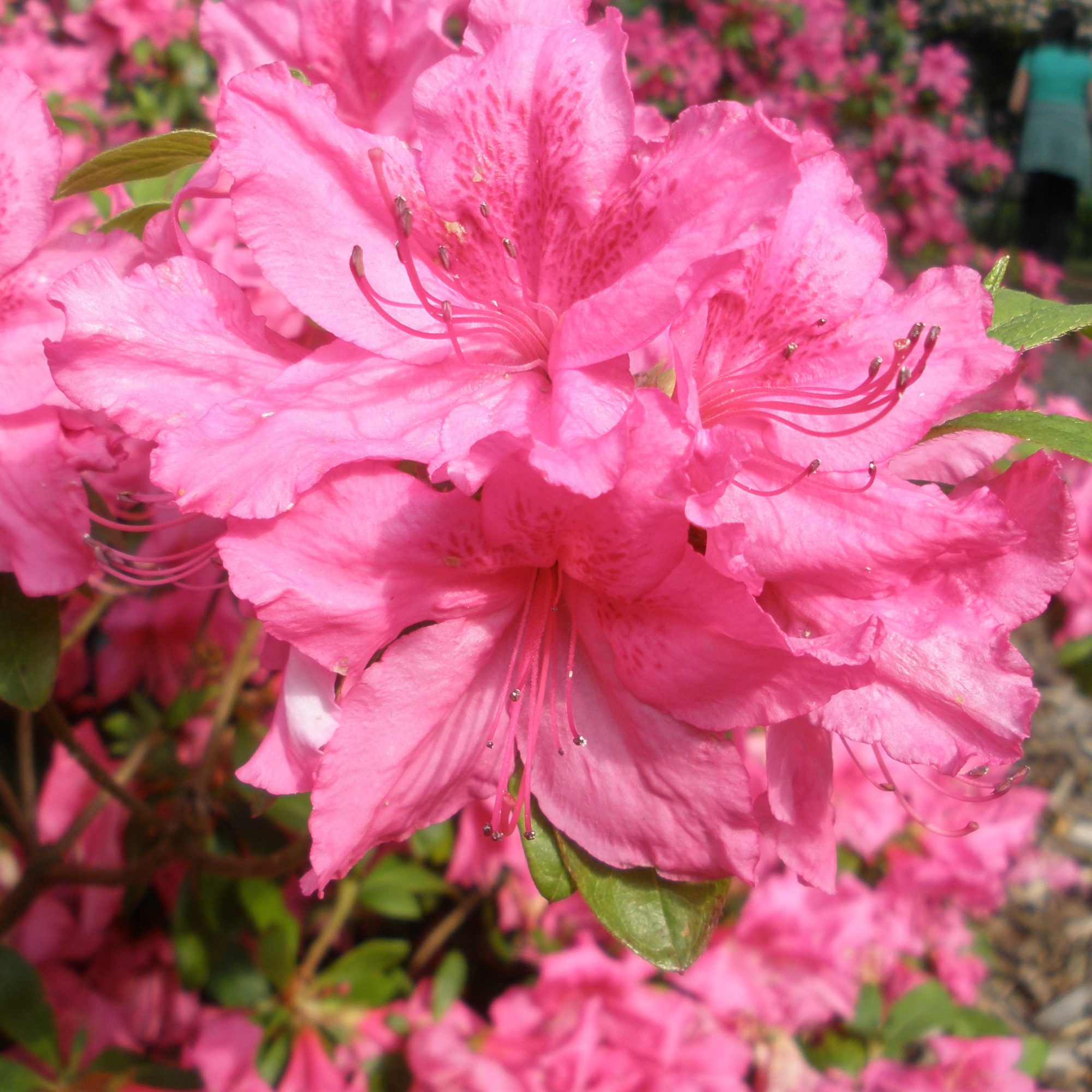 Louise Dowdle Evergreen Azalea - Buy Rhododendron Louise Dowdle online ...