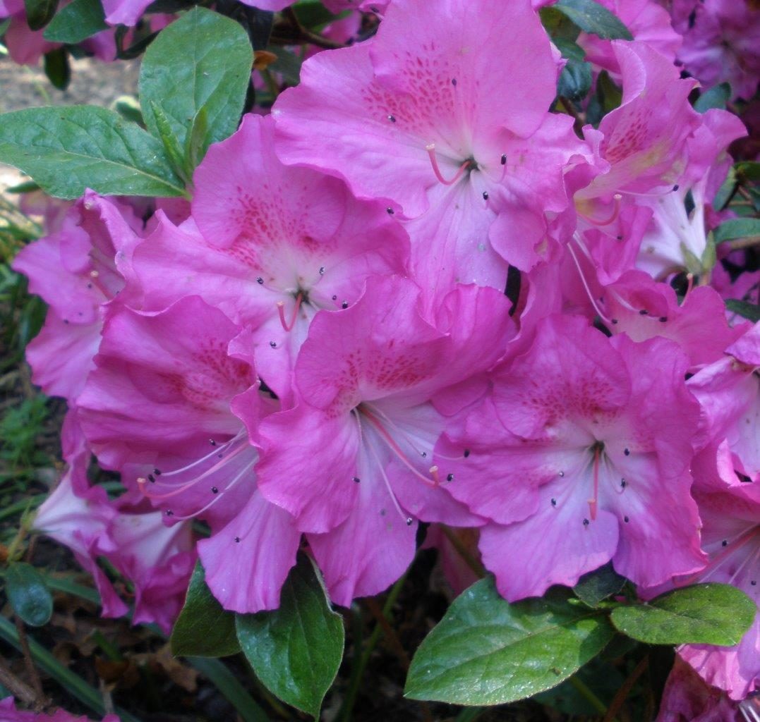 Evergreen Azalea Martha Hitchcock - Millais Nurseries