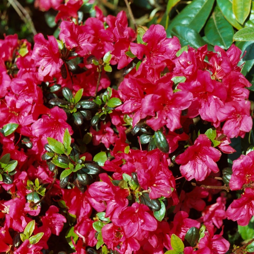 Maruschka Evergreen Azalea - Buy Rhododendron Maruschka online ...