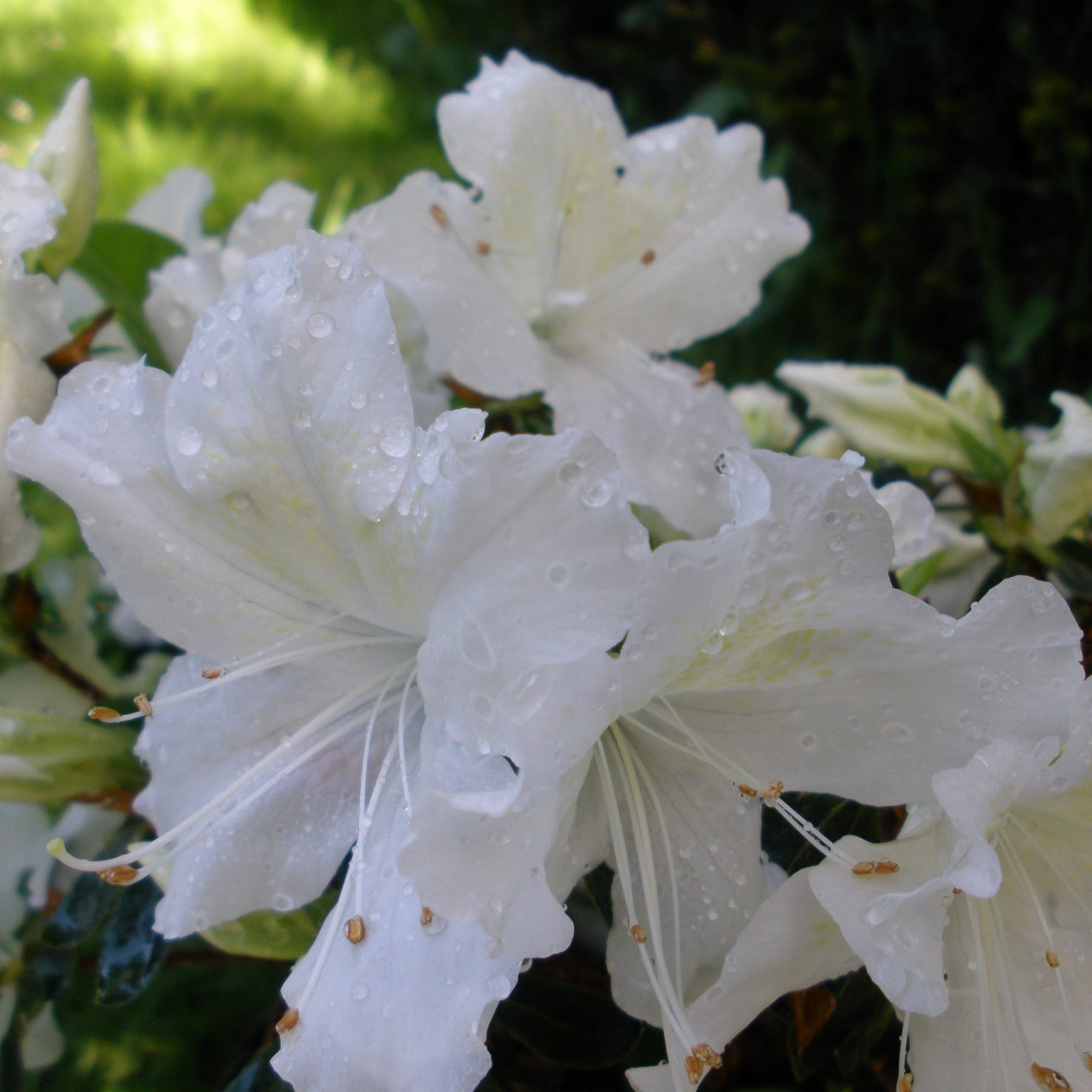 Evergreen Azalea Mary Helen - Buy Mary Helen Rhododendrons - Millais ...