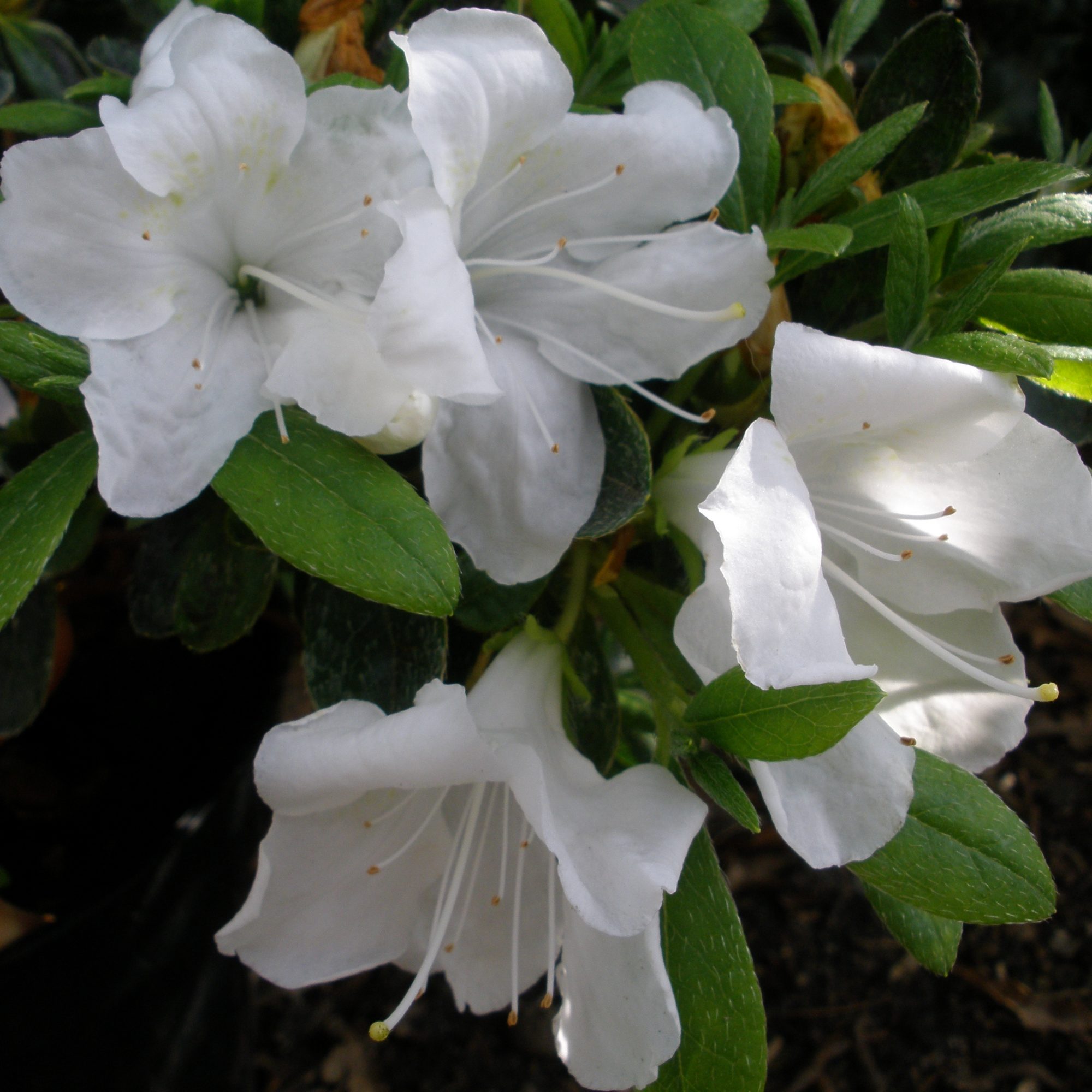 Azalea Pleasant White - Buy Pleasant White Rhododendrons online ...