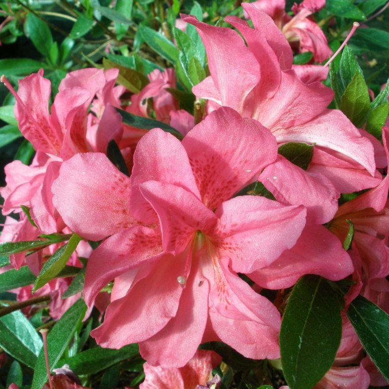 Rosa Evergreen Azalea - Buy Rhododendron Rosa online - Millais Nurseries