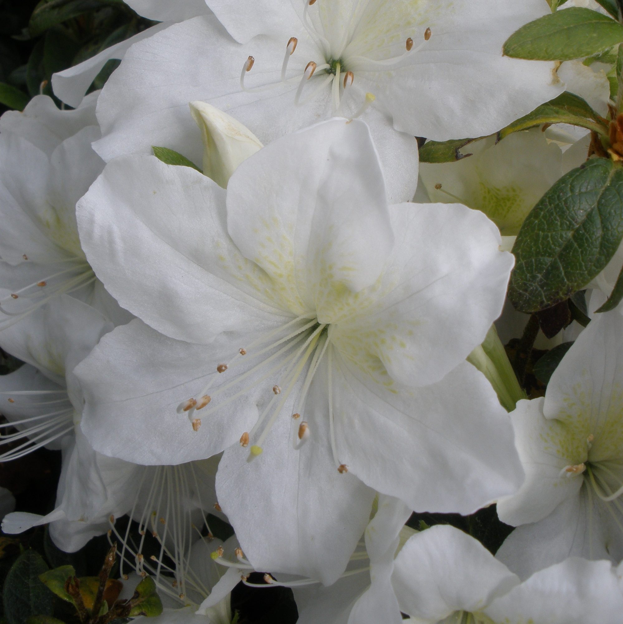 Snow Hill Evergreen Azalea - Buy Rhododendron Snow Hill online ...