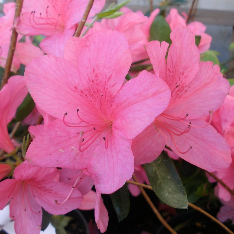 Willy Evergreen Azalea - Buy Rhododendron Willy Online - Millais Nurseries