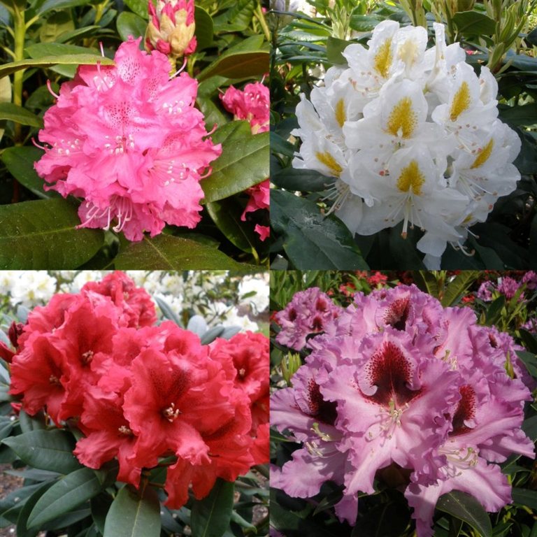 Hybrid Mystery Box (4 x 5 litre plants) - Tall Hybrid Rhododendrons ...