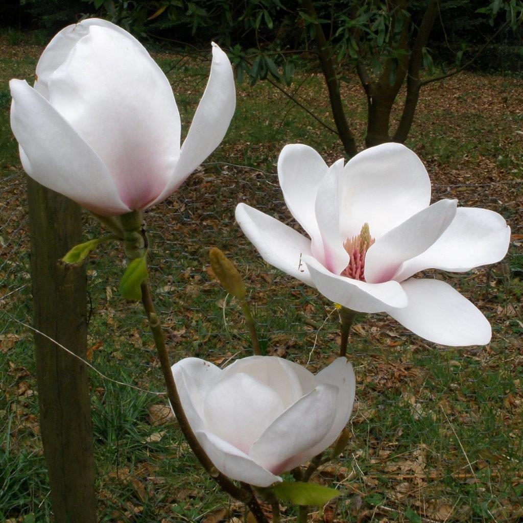 Buy Magnolias from Millais Nurseries Online Magnolia Shop Millais