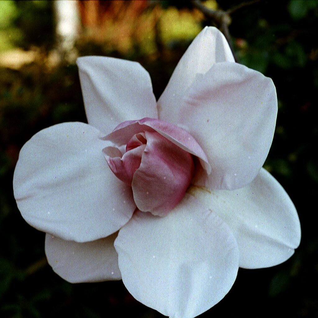 ‘Atlas’ Magnolias - Buy Magnolia Atlas Online - Millais Nurseries