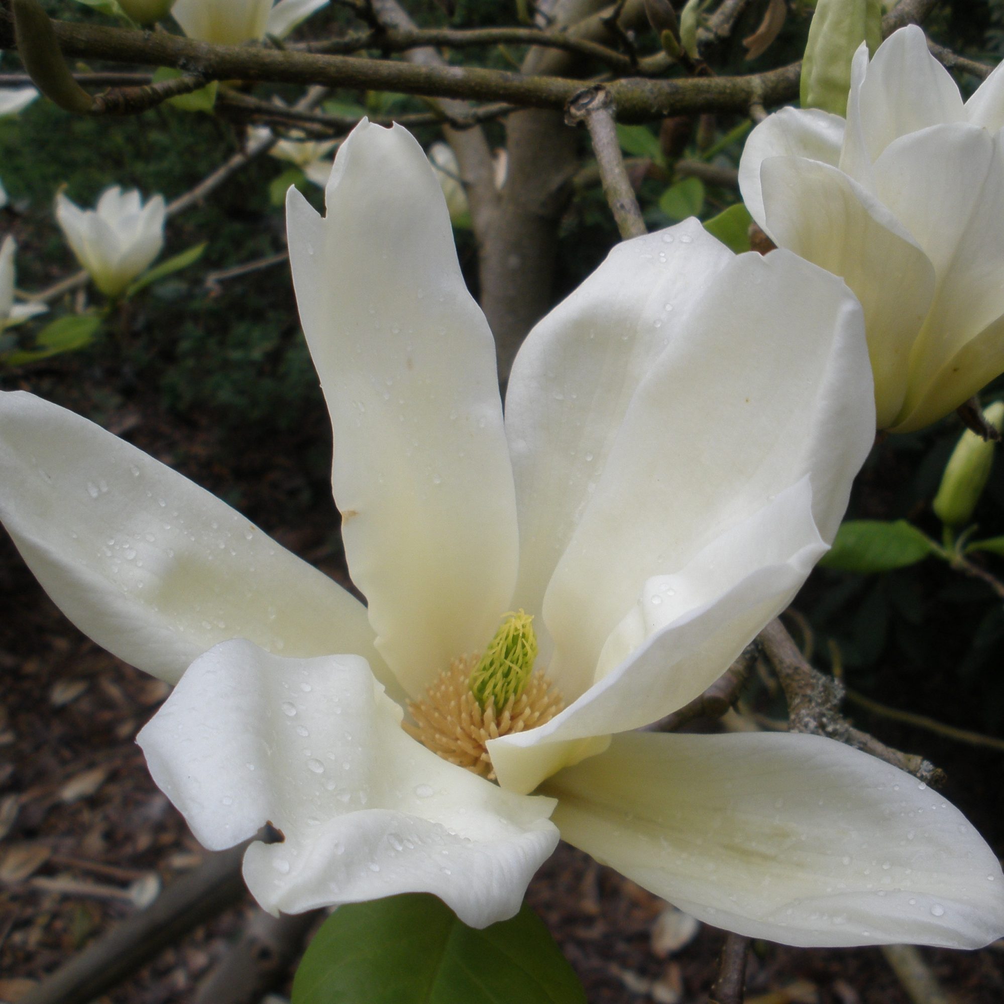 Elizabeth Magnolias Buy Magnolia 'Elizabeth' AGM Online Millais