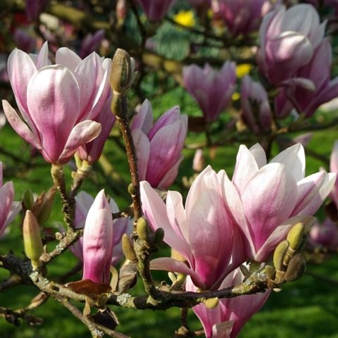 soulangeana Magnolias - Buy Magnolia x soulangeana Online - Millais ...