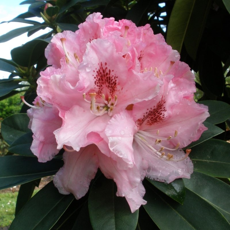 Rhododendron Albert Schweitzer - Buy Albert Schweitzer Rhododendrons ...