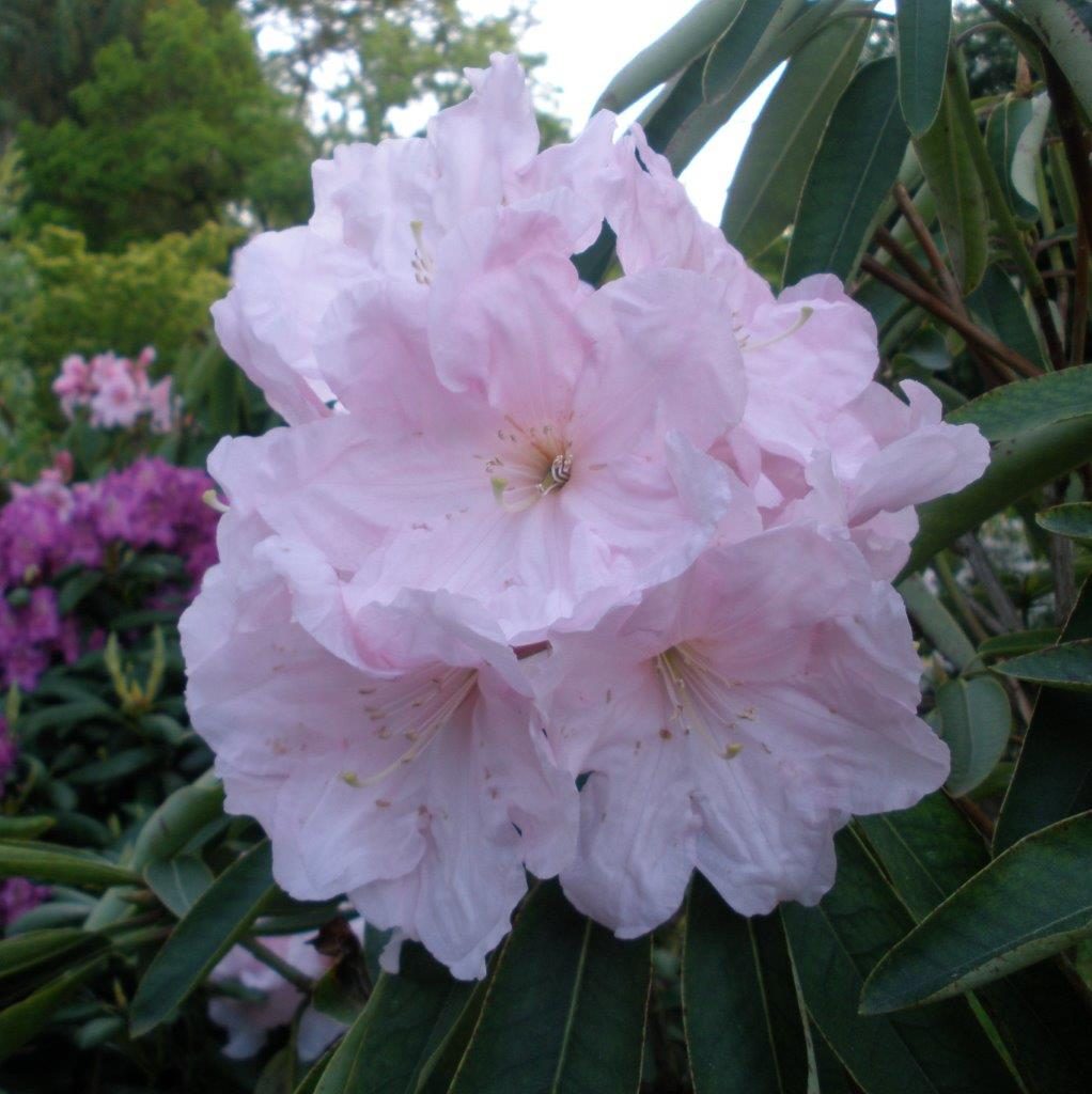 Rhododendron Angelo (sp #2) - Buy Rhododendron Angelo Online - Millais 