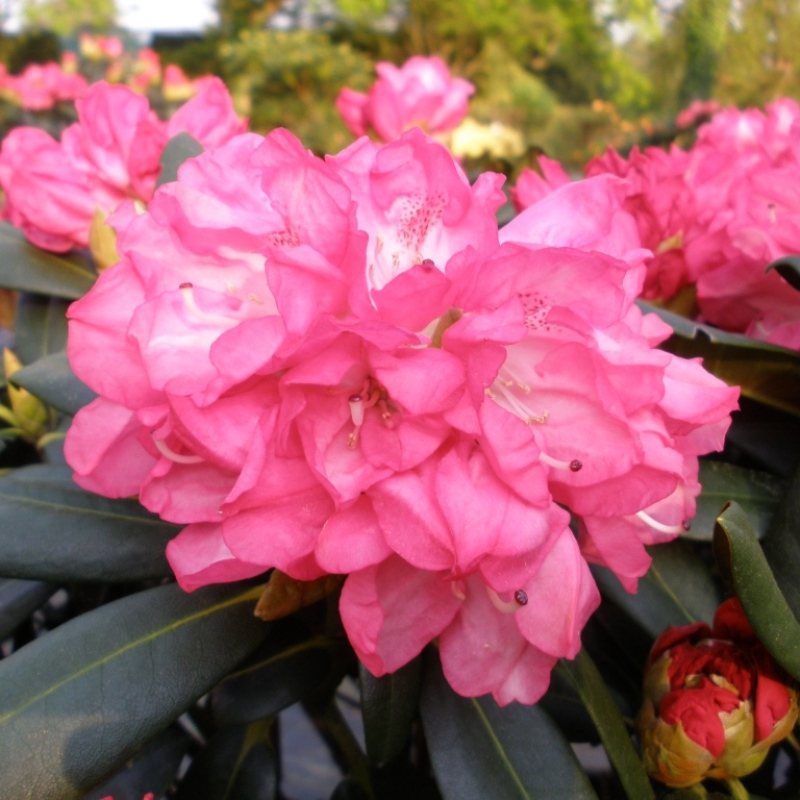 Neu für Rhododendron Anuschka