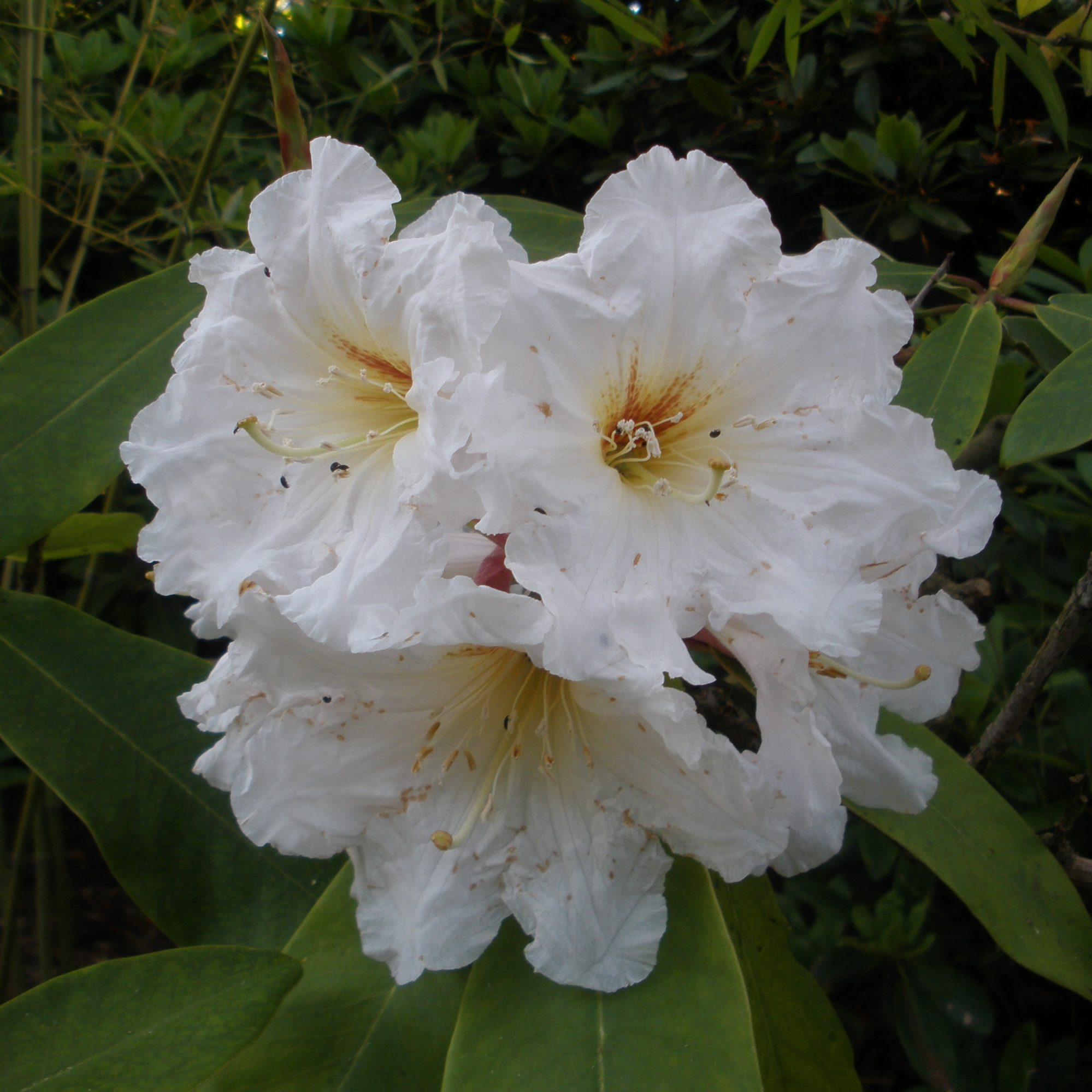 Rhododendron Argosy AGM - Buy Argosy Rhododendrons Online - Millais ...