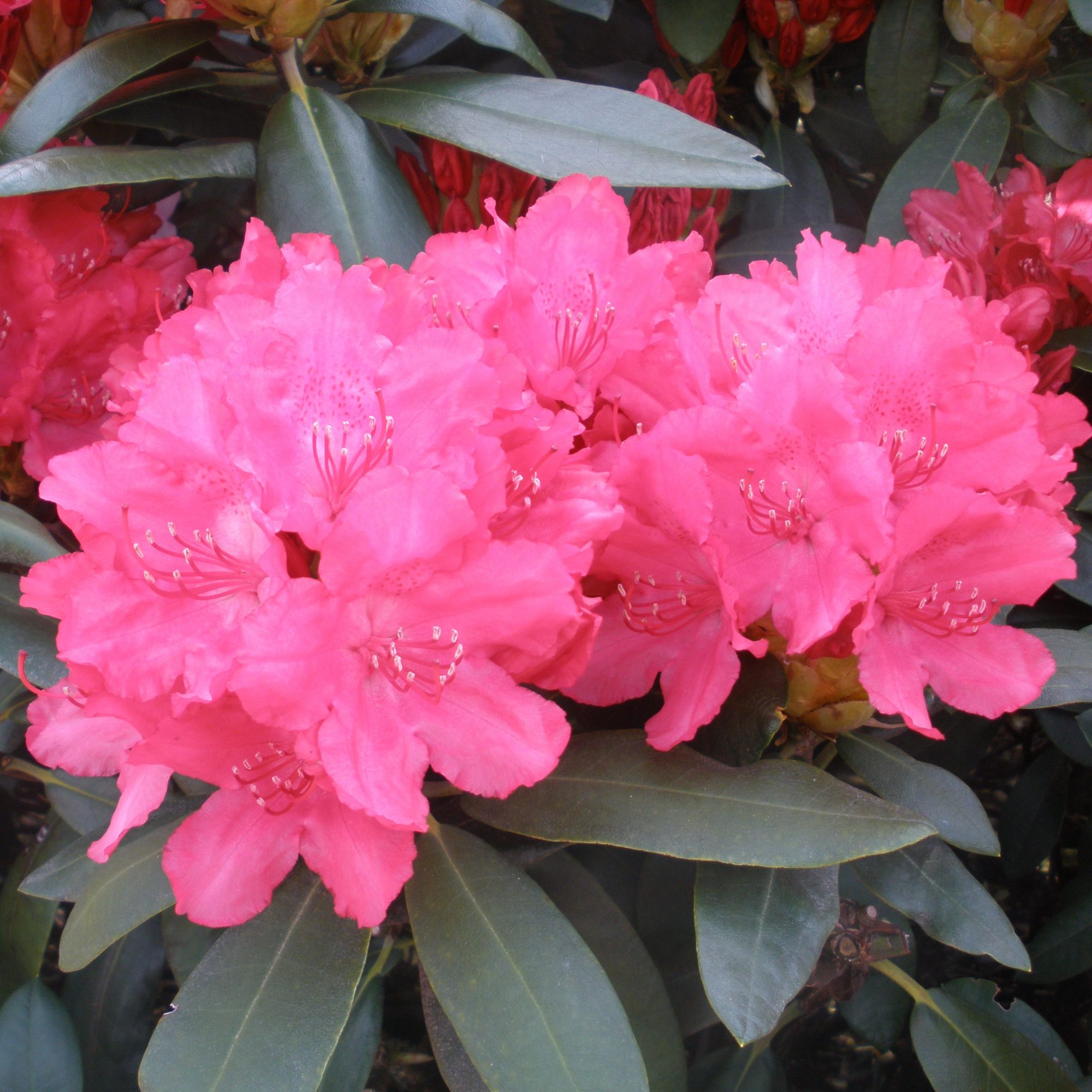 Astrid Rhododendron - Buy yakushimanum Astrid Rhododendron online ...