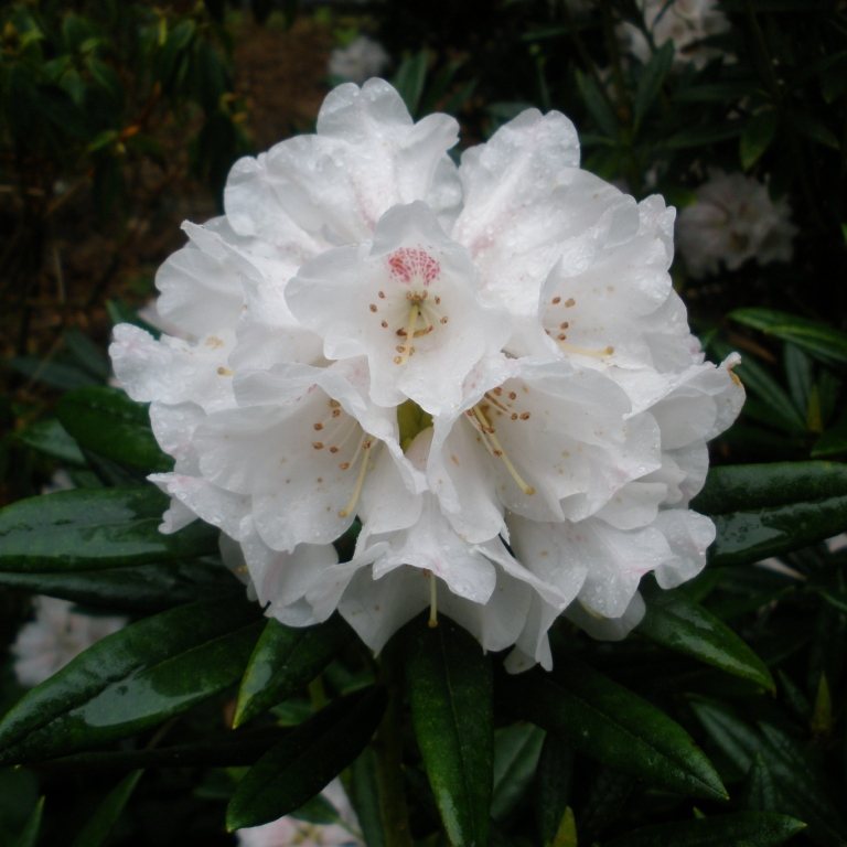 Blewbury Rhododendron AGM - Buy Blewbury yakushimanum Rhododendron ...