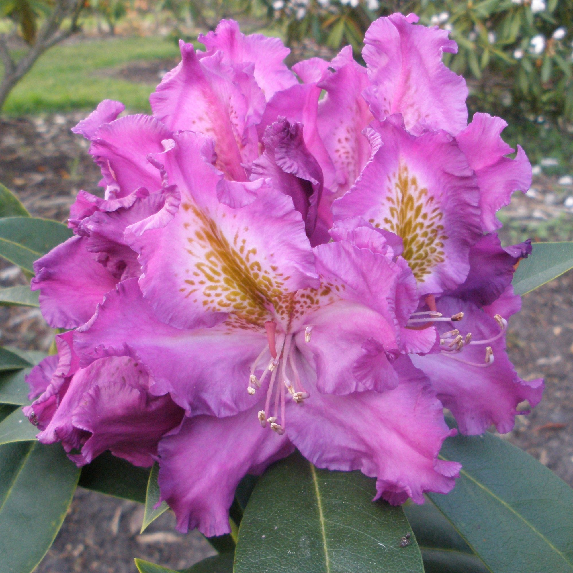 Buy Rhododendron Blue Hawaii - Rhododendron Blue Hawaii online ...