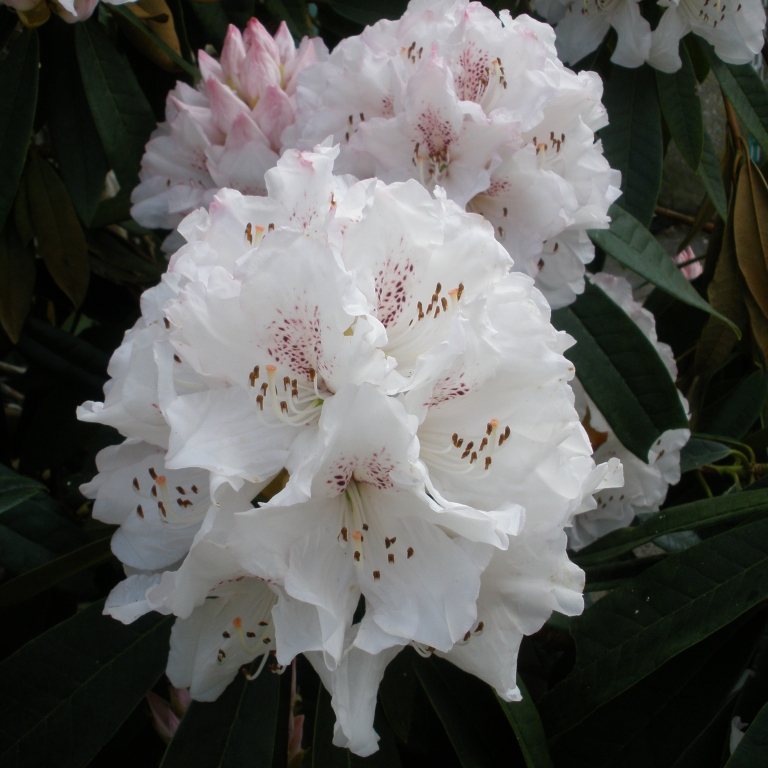 Rhododendron Boddaertianum - Millais Nurseries