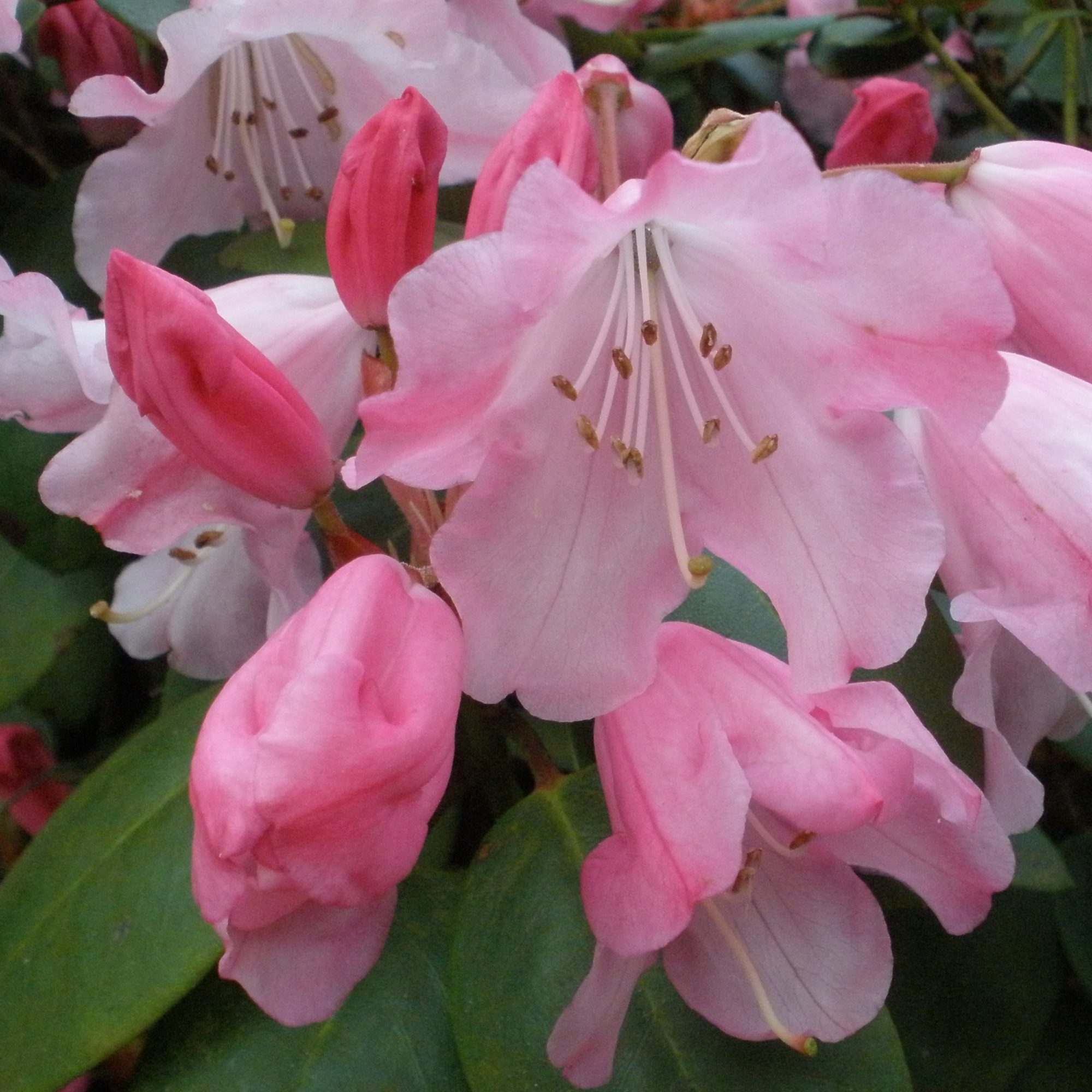 Bow Bells Rhododendron Buy Bow Bells Williamsianum Rhododendrons