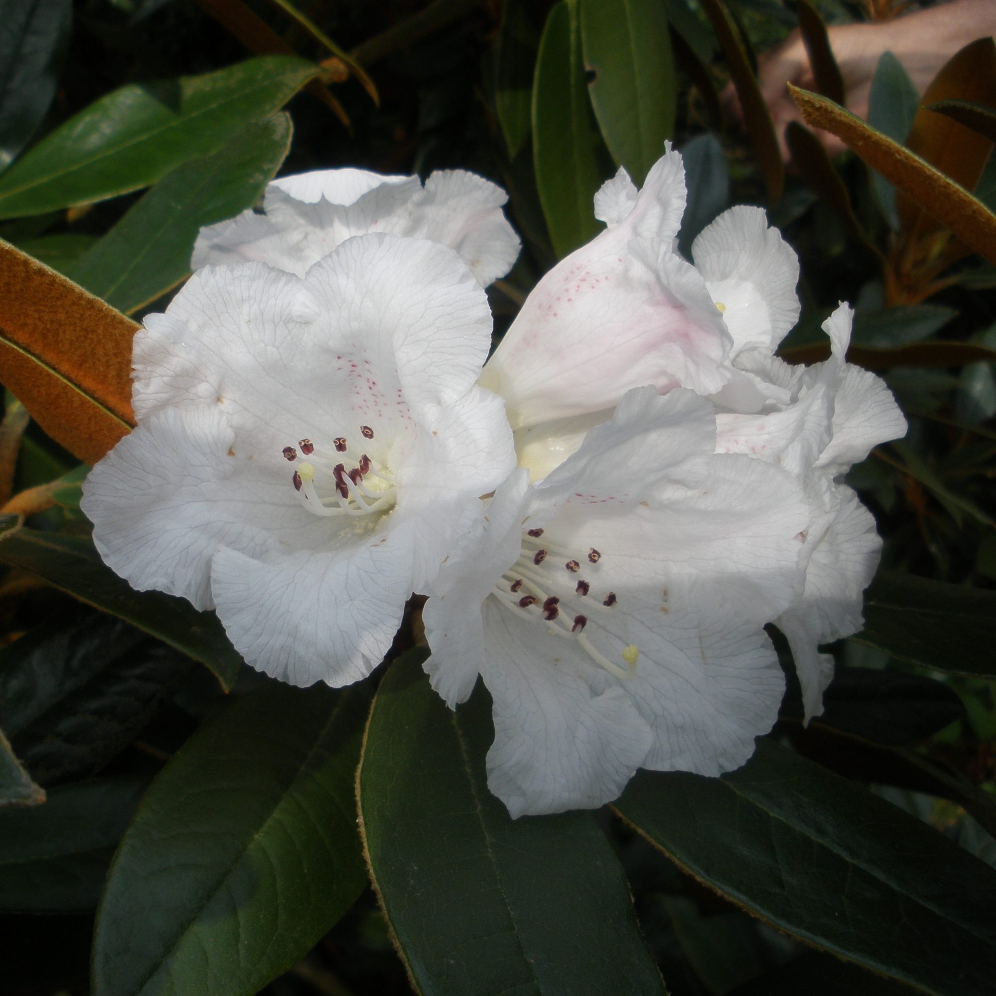 Rhododendron bureavii - bureavii Rhododendrons - Rhododendron bureauii ...