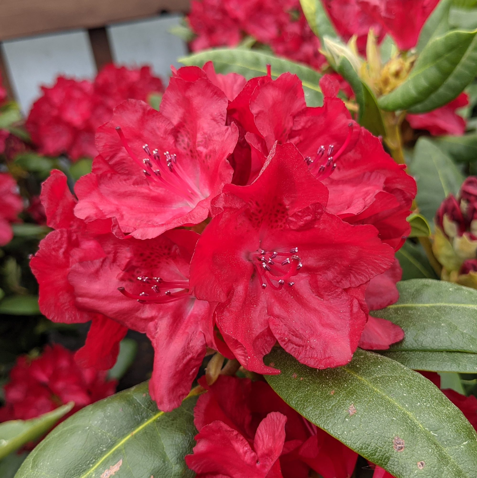 Rhododendron Busuki - Tall Hybrid Rhododendrons - Millais Nurseries