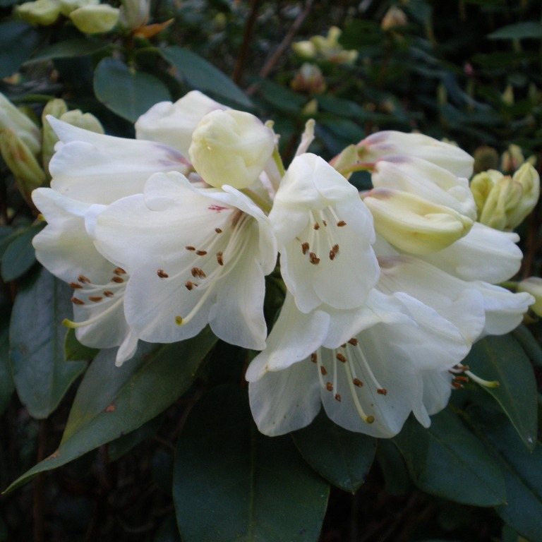 Rhododendron campylocarpum - Buy campylocarpum Rhododendrons Online ...