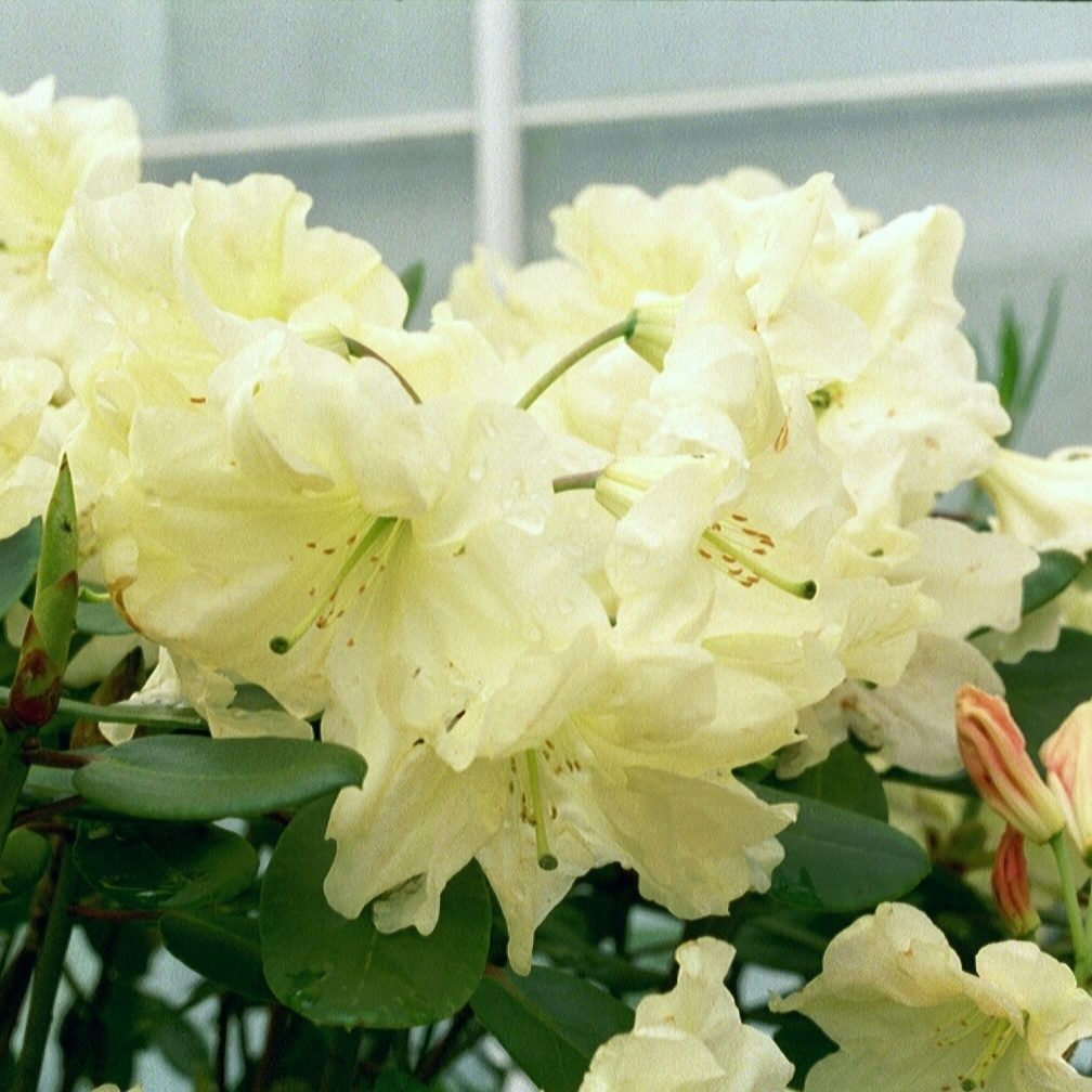 Rhododendron Carita Golden Dream Carita Golden Dream