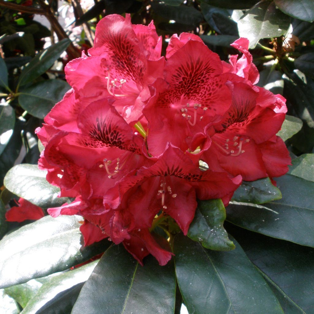 Rhododendron Cherry Kiss Tall Hybrid Rhododendrons