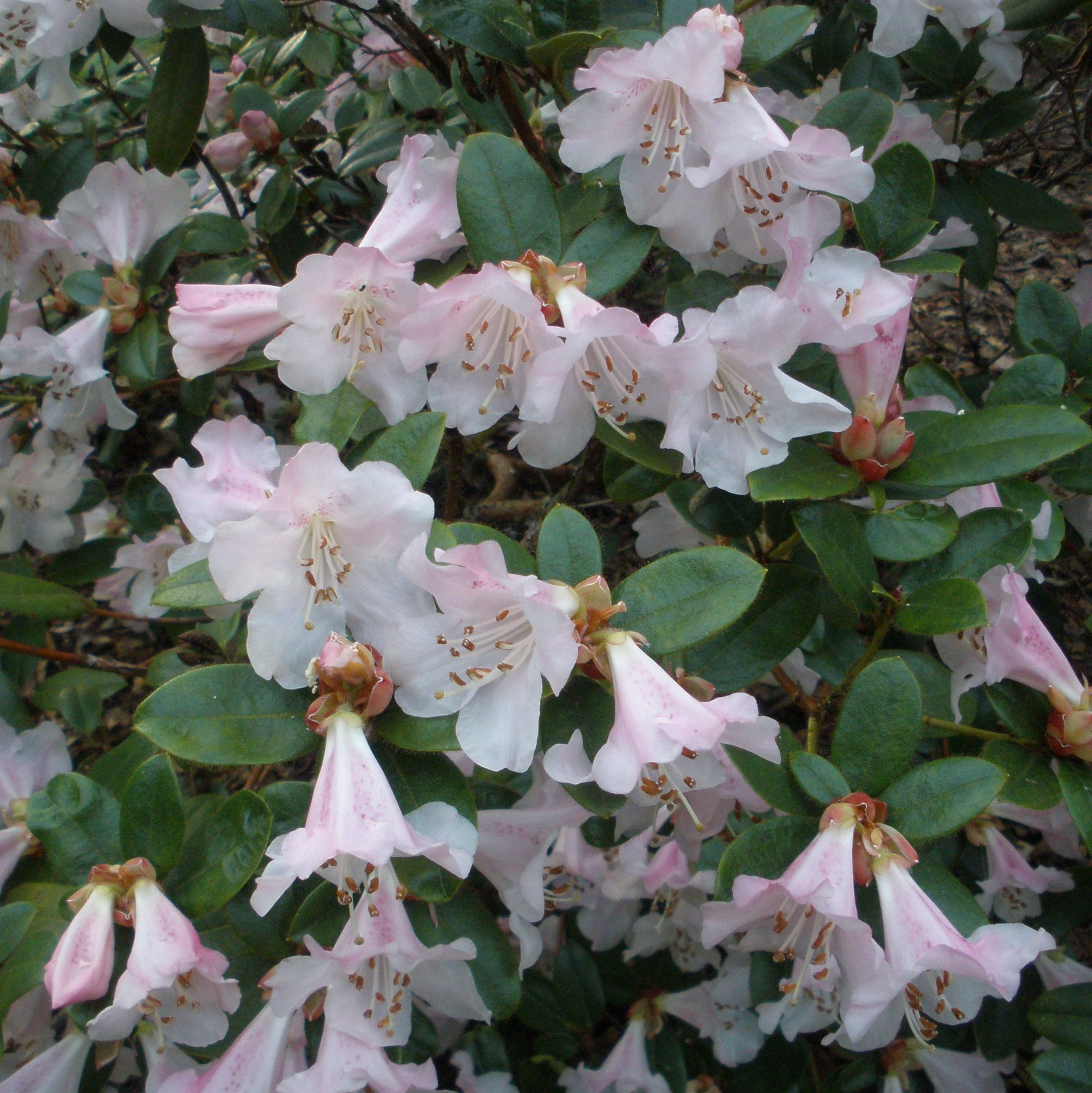 Cilpinense Rhododendron - Buy Rhododendron Cilpinense online - Millais ...