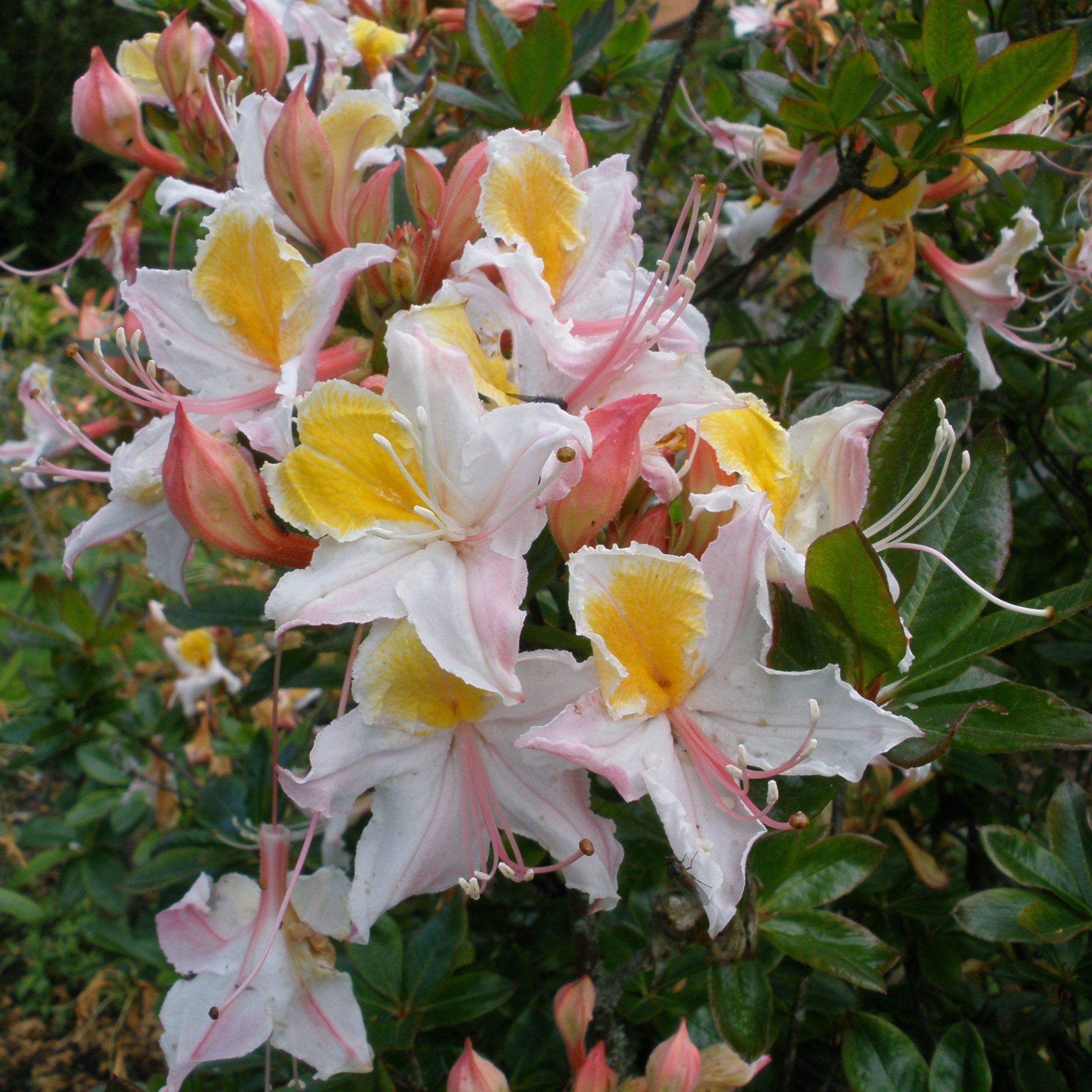 Deciduous Azalea occidentale (Palomar 402) - Deciduous Azaleas