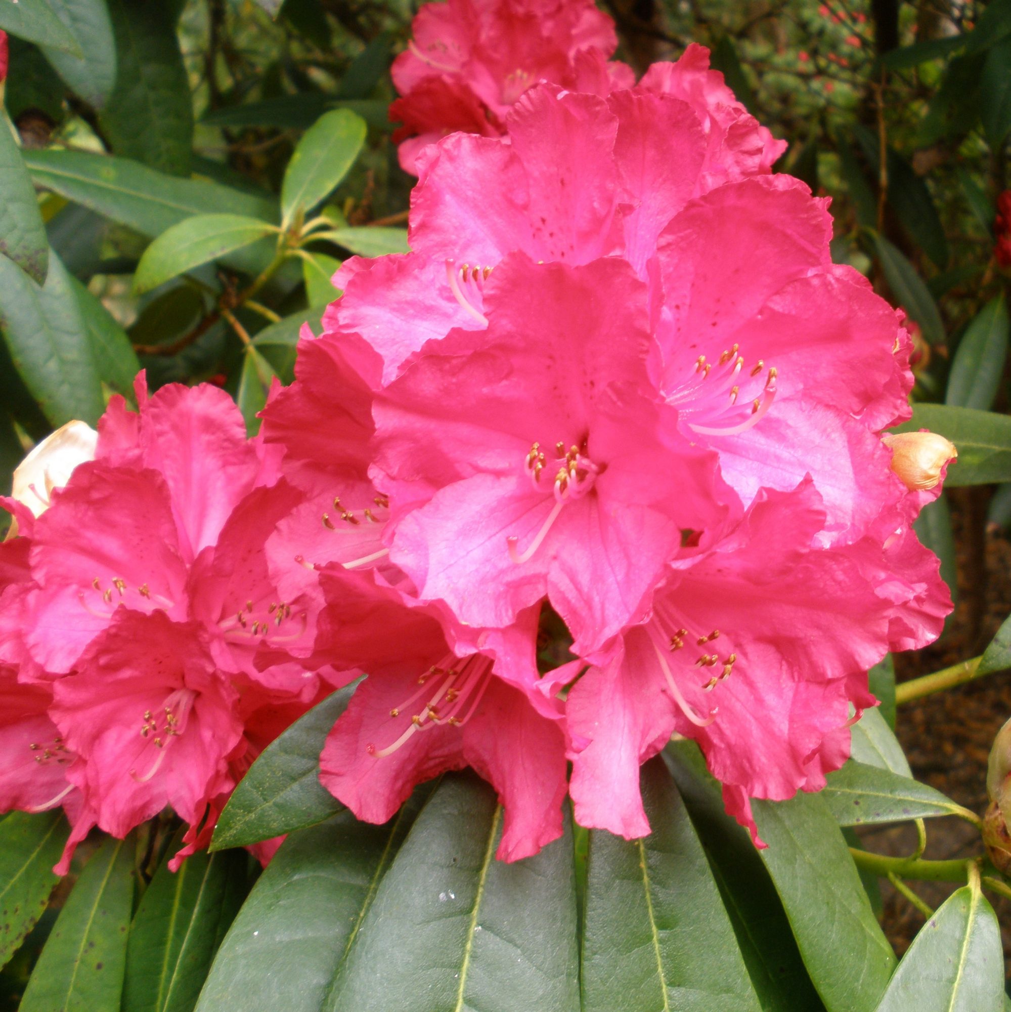 Rhododendron Cornish Red - Millais Nurseries