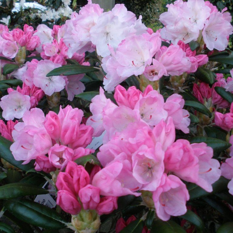 Crete Rhododendron AGM - Buy Crete yakushimanum Rhododendrons online ...