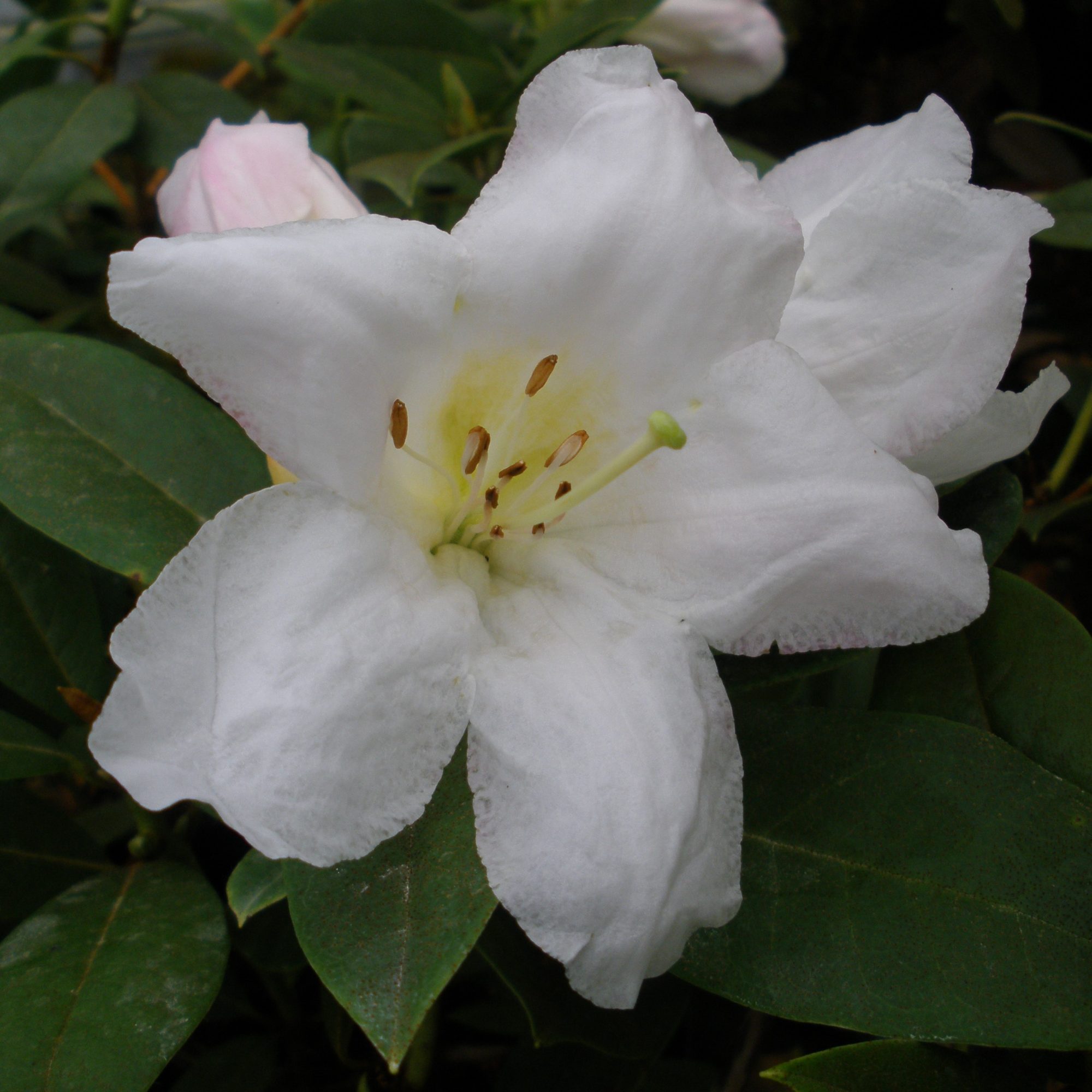 Rhododendron lindleyi 'Dame Edith Sitwell' - Millais Nurseries