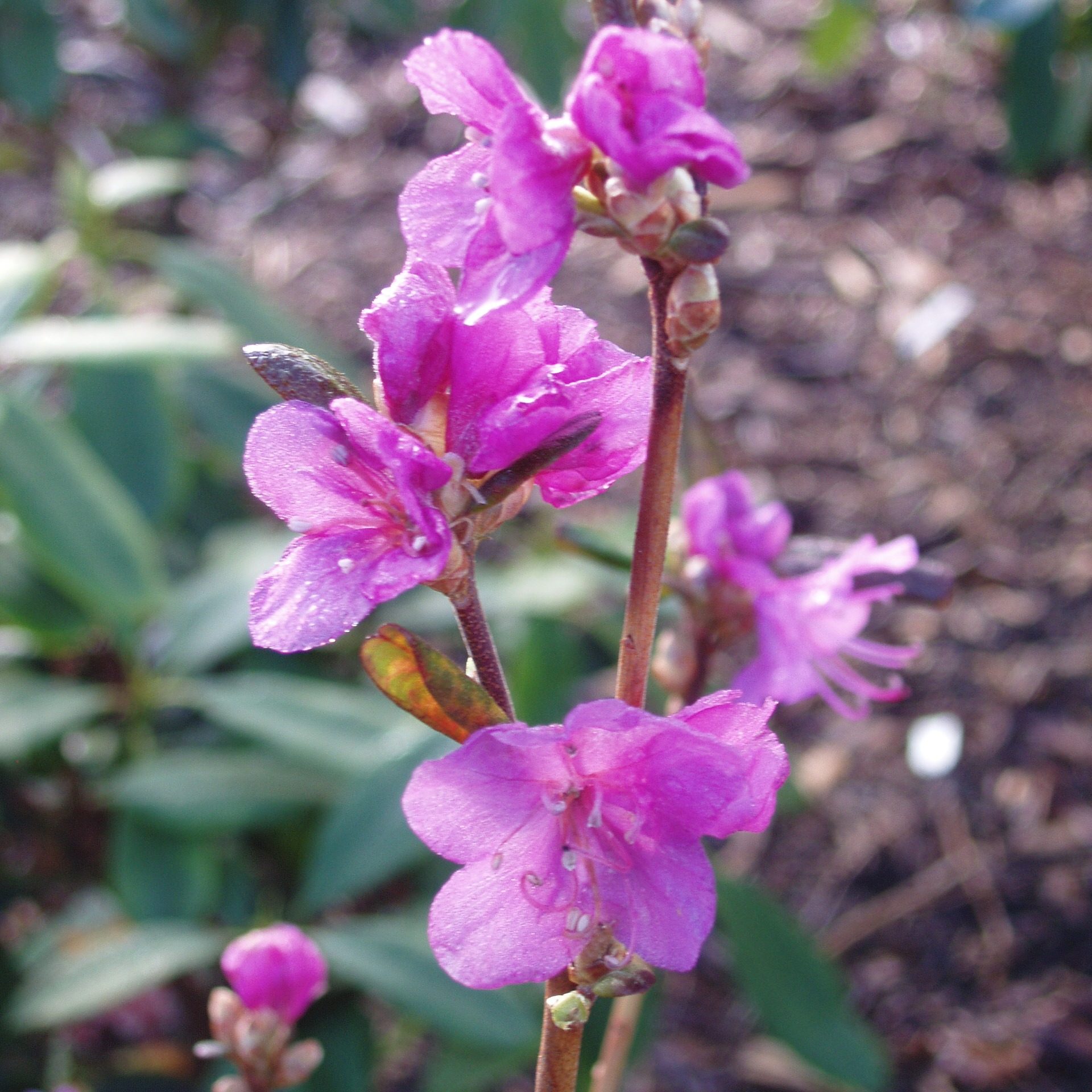 Rhododendron dauricum 'Midwinter' AGM - Buy dauricum 'Midwinter' online ...