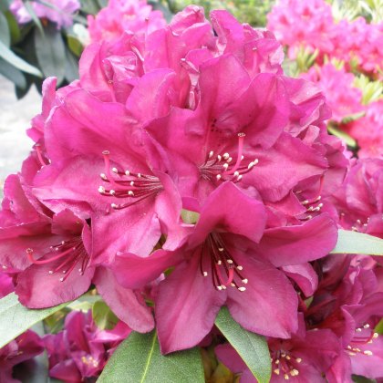 Rhododendron Polarnacht