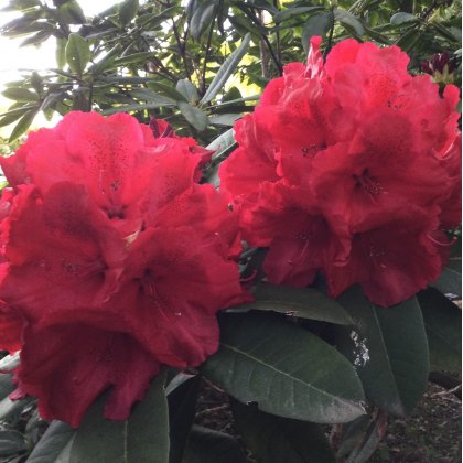 Rhododendron Red Jack