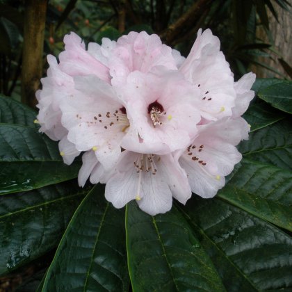 Rhododendron Noyo Brave – Kilmarnock Nurseries