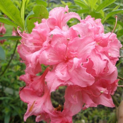 Deciduous Azalea Charlotte Megan