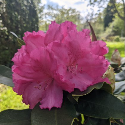 Rhododendron Caruso