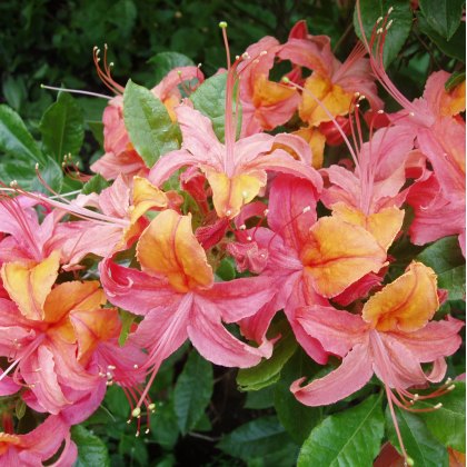 Deciduous Azalea Fruit Salad