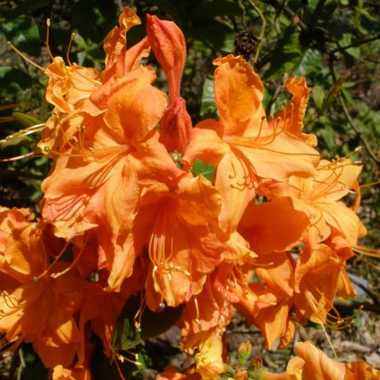 Deciduous Azalea Rumba Deciduous Azalea Rumba