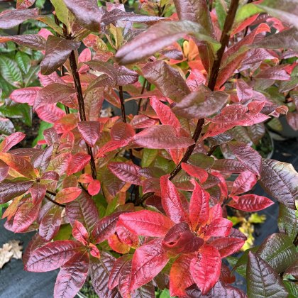 Deciduous Azalea Rumba Deciduous Azalea Rumba