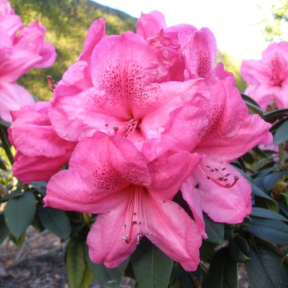 Rhododendron Van (Second's)