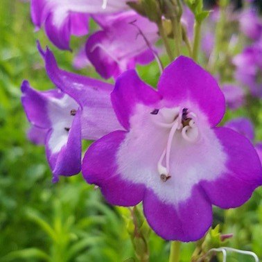 Penstemon 'Alice Hindley'