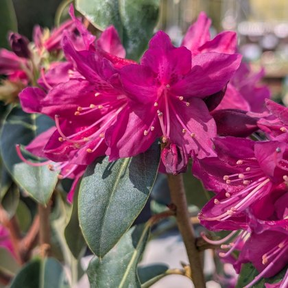 Rhododendron concinnum Pseudoyanthinum 'Tower Court Red' Rhododendron concinnum Pseudoyanthinum 'Tower Court Red'