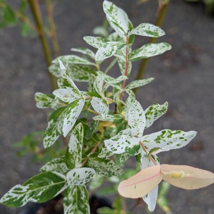 Salix integra 'Hakuro-nishiki' AGM (Flamingo Willow) Salix integra 'Hakuro-nishiki' AGM (Flamingo Willow)