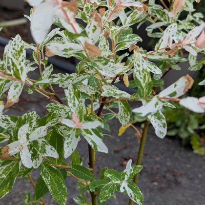 Salix integra 'Hakuro-nishiki' AGM (Flamingo Willow) Salix integra 'Hakuro-nishiki' AGM (Flamingo Willow)
