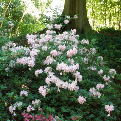 Deciduous Azalea Soir de Paris AGM Deciduous Azalea Soir de Paris AGM