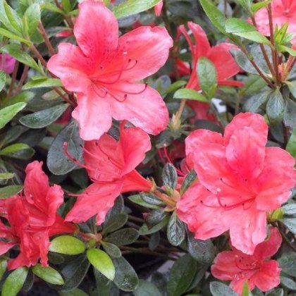 Evergreen Azalea Scout