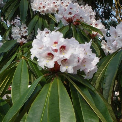 Rhododendron calophytum  AGM (seed raised)