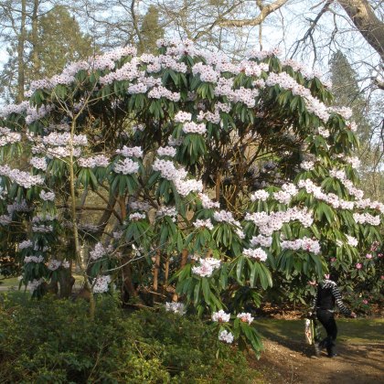 Rhododendron calophytum  AGM (seed raised)